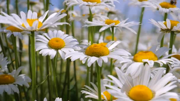 Chamomiles Dans Champ Été Close — Video