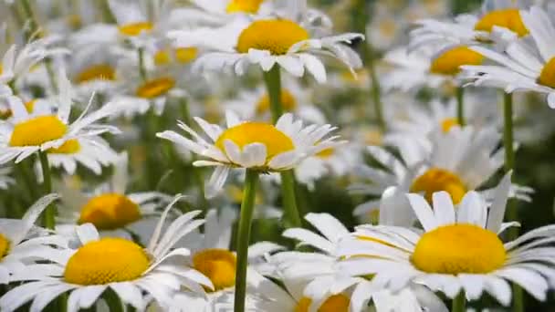 Chamomiles Dans Champ Été Close — Video