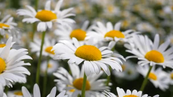 Camomille Nel Campo Estivo Primo Piano — Video Stock