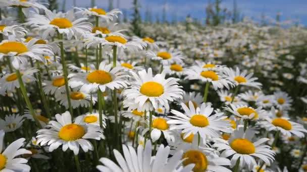 Chamomiles Het Zomer Veld Close — Stockvideo