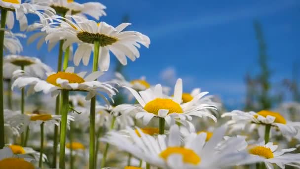 Chamomiles Dans Champ Été Close — Video