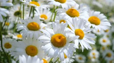 Yaz alanında chamomiles yakın çekim