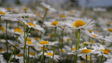 Yaz alanında chamomiles yakın çekim