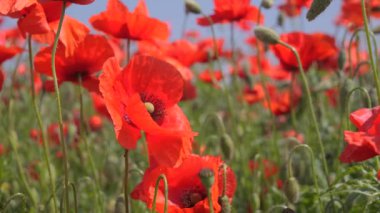 Yeşil tarlada gelincik çiçekleri