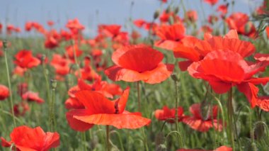 Yeşil tarlada gelincik çiçekleri