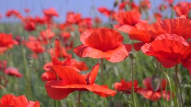 Yeşil tarlada gelincik çiçekleri