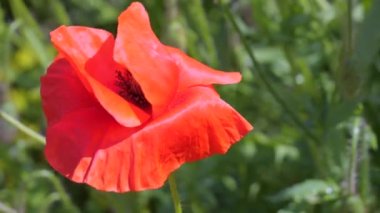 Yeşil tarlada gelincik çiçekleri