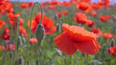 Yeşil tarlada gelincik çiçekleri