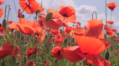 Yeşil tarlada gelincik çiçekleri