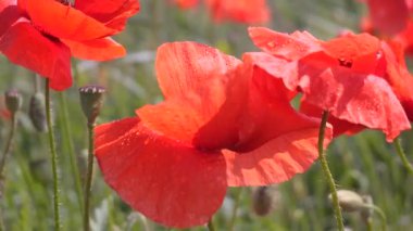 Yeşil tarlada gelincik çiçekleri