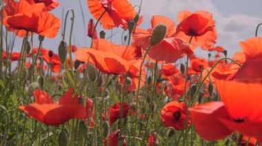 Yeşil tarlada gelincik çiçekleri