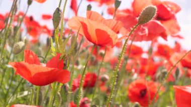 Yeşil tarlada gelincik çiçekleri