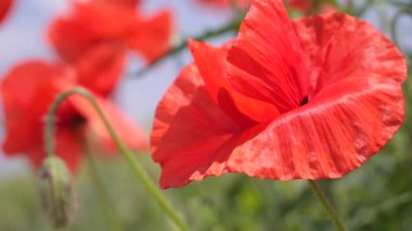 Yeşil tarlada gelincik çiçekleri