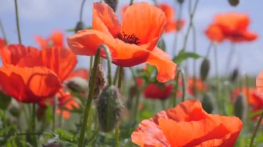 Yeşil tarlada gelincik çiçekleri