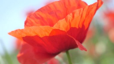 Yeşil tarlada gelincik çiçekleri