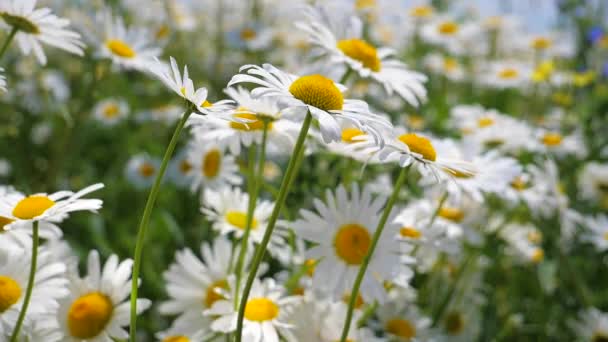 Chamomiles Het Zomer Veld Close — Stockvideo