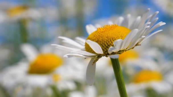 Camomille Nel Campo Estivo Primo Piano — Video Stock