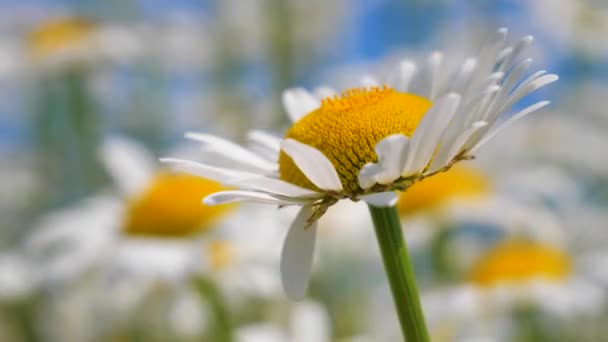 Chamomiles Het Zomer Veld Close — Stockvideo