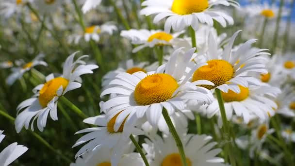 Chamomiles Dans Champ Été Close — Video