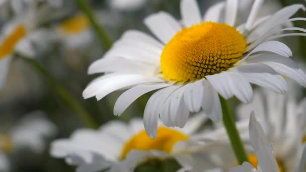 Chamomiles Het Zomer Veld Close — Stockvideo