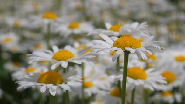 Chamomiles Summer Field Close — Stock Video