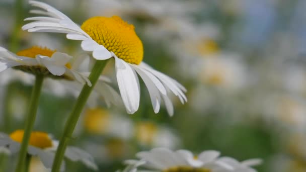 Chamomiles Summer Field Close — Stock Video