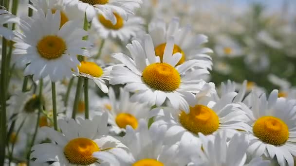 Camomille Nel Campo Estivo Primo Piano — Video Stock