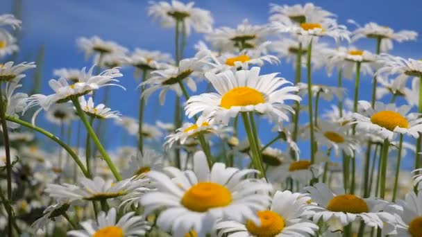 Chamomiles Het Zomer Veld Close — Stockvideo