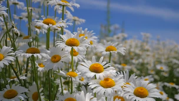 Chamomiles Dans Champ Été Close — Video