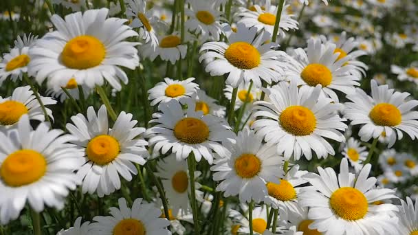 Chamomiles Summer Field Close — Stock Video