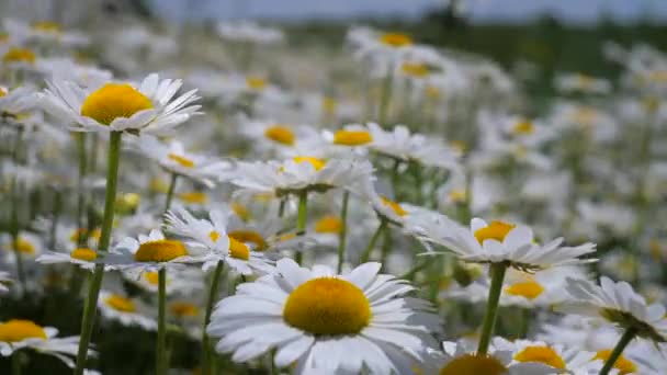 Camomille Nel Campo Estivo Primo Piano — Video Stock