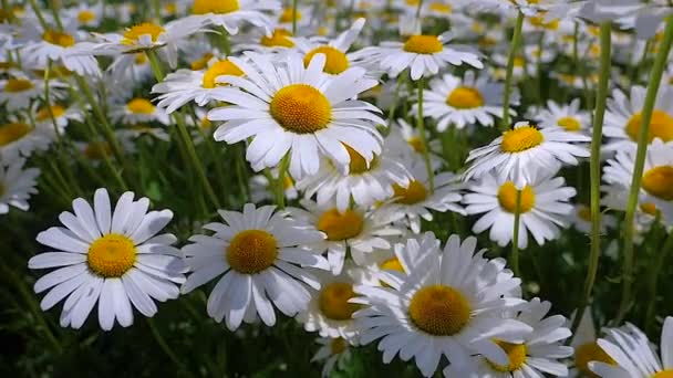 Chamomiles Dans Champ Été Close — Video