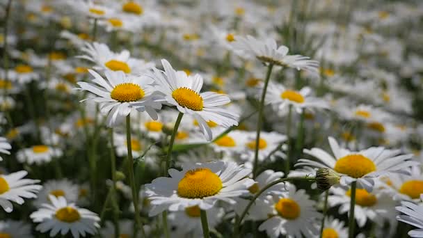 Camomille Nel Campo Estivo Primo Piano — Video Stock