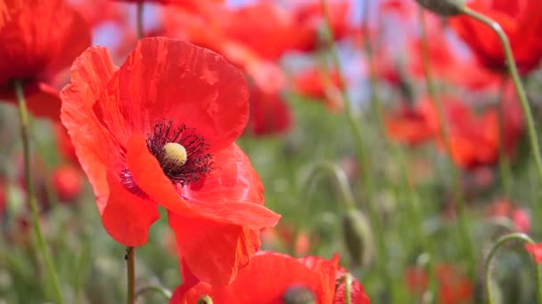 Zomer Papaver Bloemen Groen Veld — Stockvideo