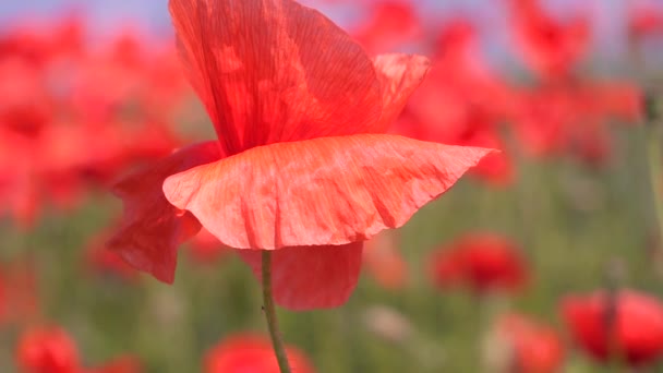 Zomer Papaver Bloemen Groen Veld — Stockvideo