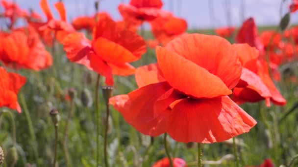 Sommermohn Blüht Auf Der Grünen Wiese — Stockvideo