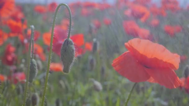 Flores Amapola Verano Campo Verde — Vídeo de stock