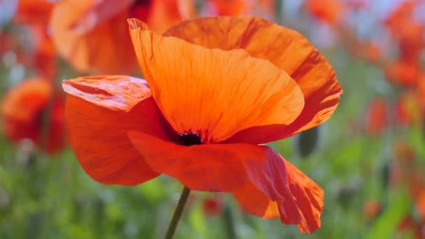 Zomer Papaver Bloemen Groen Veld — Stockvideo