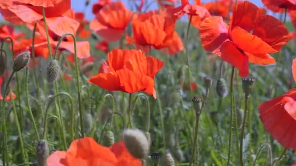 Zomer Papaver Bloemen Groen Veld — Stockvideo