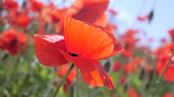 Zomer Papaver Bloemen Groen Veld — Stockvideo