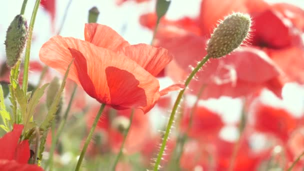 Sommermohn Blüht Auf Der Grünen Wiese — Stockvideo