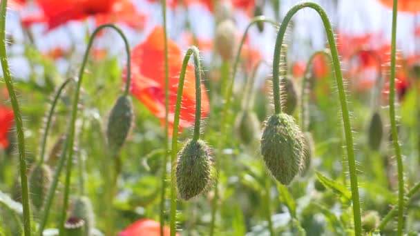 Zomer Papaver Bloemen Groen Veld — Stockvideo