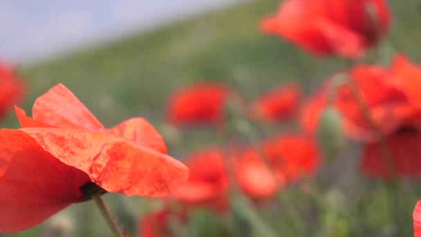 Sommar Vallmo Blommor Grönt Fält — Stockvideo