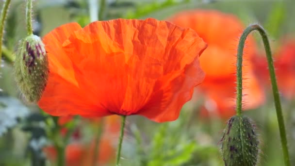 Zomer Papaver Bloemen Groen Veld — Stockvideo