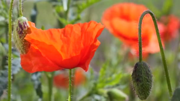 Zomer Papaver Bloemen Groen Veld — Stockvideo