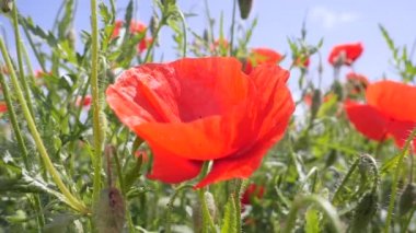 Yeşil tarlada gelincik çiçekleri