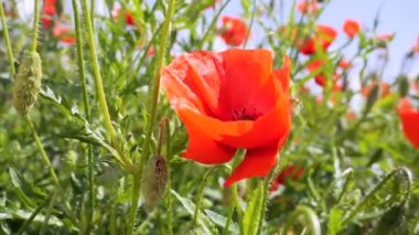 Yeşil tarlada gelincik çiçekleri