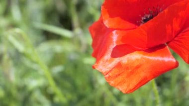 Yeşil tarlada gelincik çiçekleri