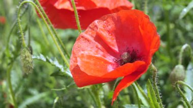 Yeşil tarlada gelincik çiçekleri