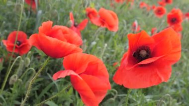 Yeşil tarlada gelincik çiçekleri